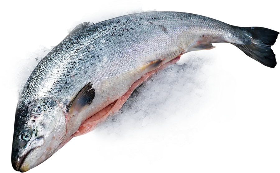 Кета замороженная потрошёная. Атлантический лосось семга. Arctic Salmon лосось атл. Лосось форель семга нерка.