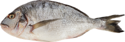 Дорадо 300–600г ЛЕНТА FRESH, весовая, вид
