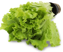 Зелень свежая салат листовой в горшочке Теплицы Балтики