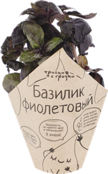 Базилик фиолетовый ТРАВКИ С ГРЯДКИ, в горшочке, картинка
