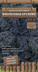 Семена Капусты листовая фиолетовая Кружево 0,1 г, фото