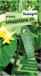 Семена огурца SEMINIS МАДЕЙРА F1, крупный план