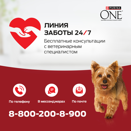 Корм сухой для собак PURINA ONE Мини, для мелких и карликовых пород, с высоким содержанием говядины и с рисом, 7кг, крупный план
