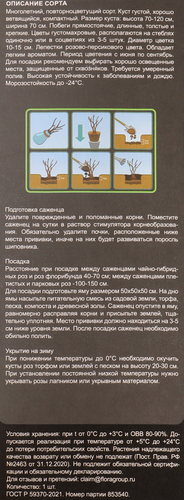Саженцы Bloming Life Роза  микс  3, изображение