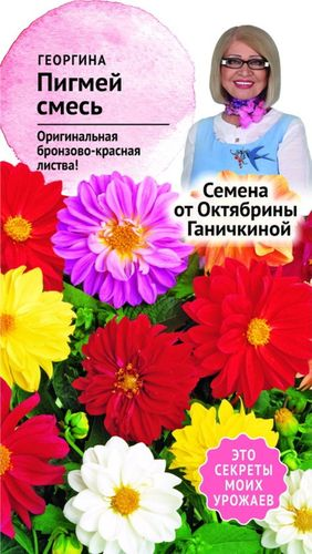 Семена Георгины Октябрина Ганичкина Пигмей 0,1 г, вид